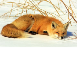 The king foxes ranking and meeting
