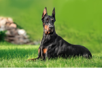 dog_sqaud