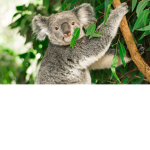 Koala huggs