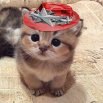 Larp cats