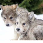 Wolfpack._.