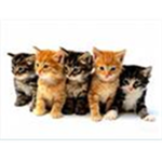 Da Friendly True Cats
