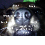 teh b0rk fam