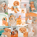 ~ Aesthetic puppies ~