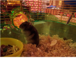 hamsters are awesome