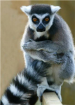 The Lemur Group