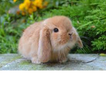 Family of cute bunnies