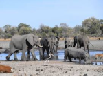 The elephant tribe