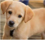 Flying Puppy Studios!