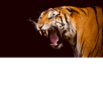 Wildninja