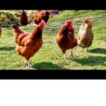 18 chickens