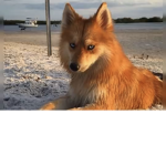 FLY YOUR DREAMS WHILE I DO THE WORK DOGS