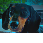 Banana Dog Studios
