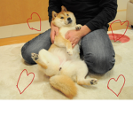 Doge army YT united