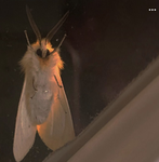 *…~Moth Gang~…*