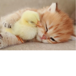 Lacey’s cats