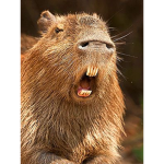 Capybara Gaming Studios