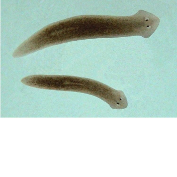 DIE GROSSE MAMA IST FÜR DICH DA!11!11!!//