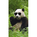 Chilled Pandas!!!