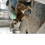 undercover doggies
