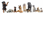 DOGGY SQUAD!!!!!
