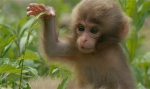 The Monkey League