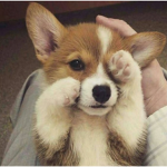 ~Corgi~