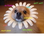 Yehhhha