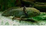 Axoloti group