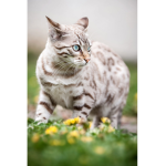 Cit-Cats