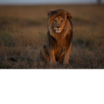 The Lionz