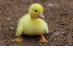 Duckies :D!