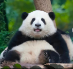 Panda Party :)