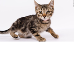 Kitties Rule!!!