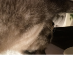 Cats are great animals!