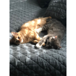 The cat squad love