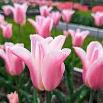 tulip con! 🌷