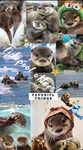 - ! - ! - ! - ! ~ tidepool otters !! ~ ! - ! - ! -