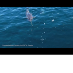 Narwhals the YouTuber