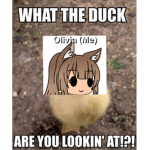 Simply DuckyYT Fan club