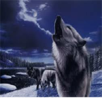 The Wolves Of Icicle Creek