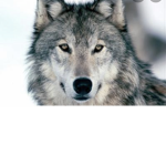 Wolfs United!!!!!!!!!!!!!!
