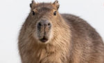 DO NOT JOIN THIS GROUP IF YOU DONT LIKE CAPYBARAS