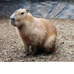 nextbot escape capybara