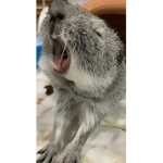 Guinea pigggg