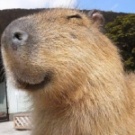 Capybarà