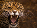 ~Wild Cats Gymnastics~