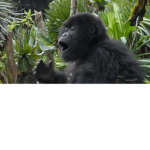 MONKE MONKE OOO OOO OOO OOO