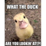 The Duckys pt.2