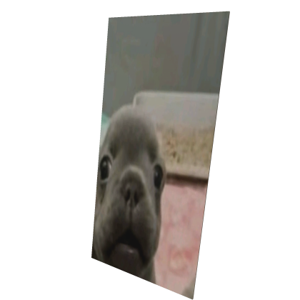 Pibble Cape
